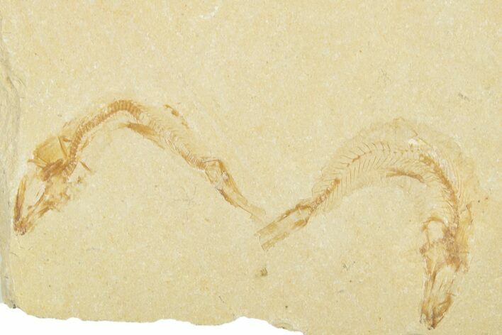 Two Cretaceous Fossil Fish - Lebanon #258858